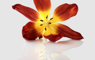 Blume mit Reflektion