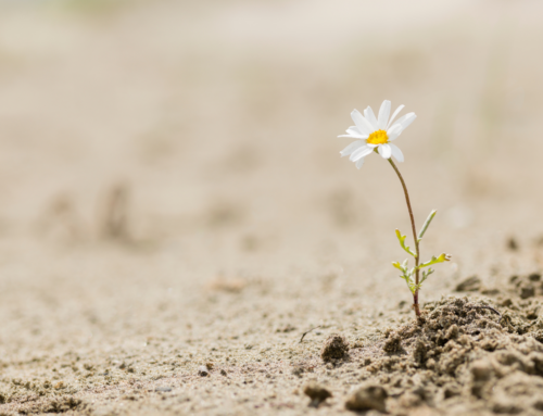 Resilienz – Vitalisieren und mit Zuversicht das eigene Leben gestalten Einblicke ins echte Leben