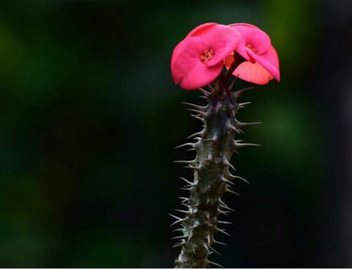 Wenn „Ja“ kein Ausdruck für Zustimmung ist: Führung in Vielfalt
